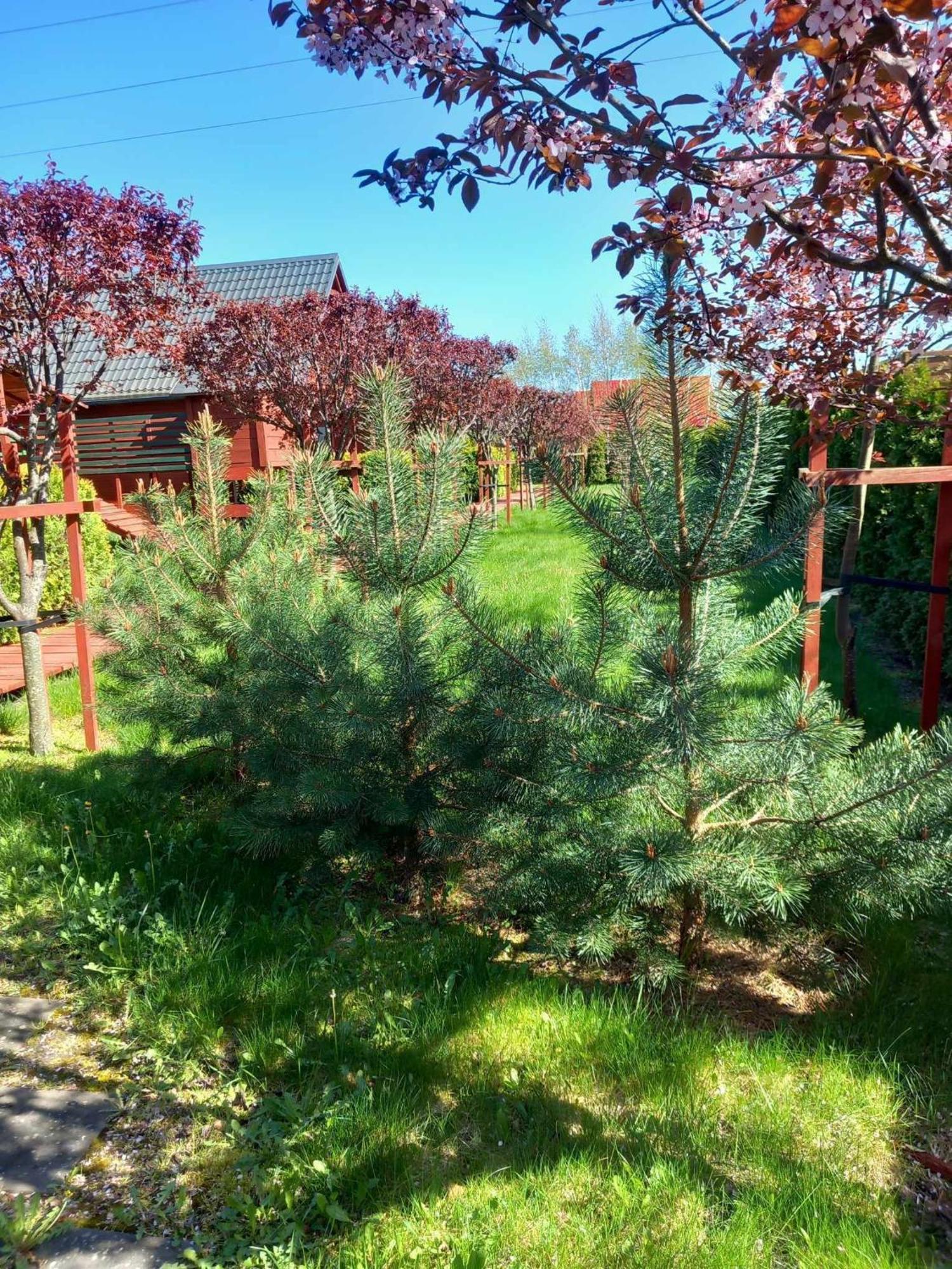 Mandarynka Ow Villa Jarosławiec Dış mekan fotoğraf